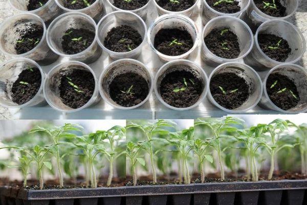 ต้นกล้ามะเขือเทศ