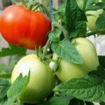 ต้นมะเขือเทศ