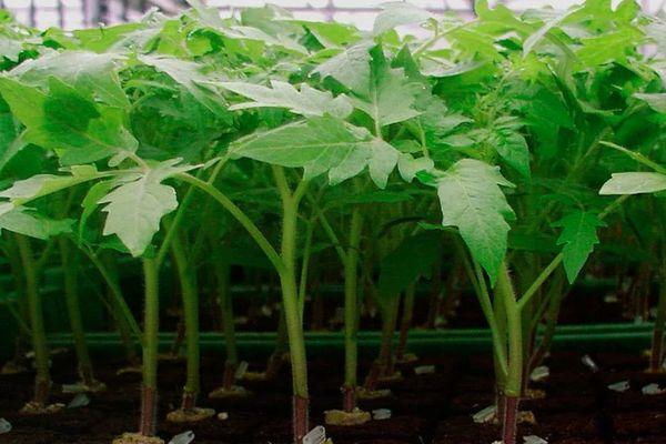 plants de tomates