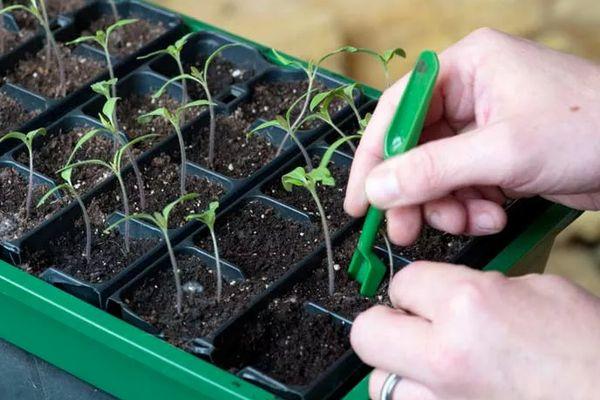 Une boîte avec des semis