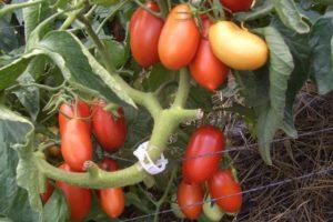Description de la variété de tomate hybride Torquay et recommandations pour la culture de la plante