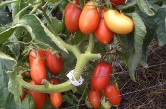 มะเขือเทศ Torquay F1