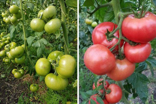 Tomates hybrides