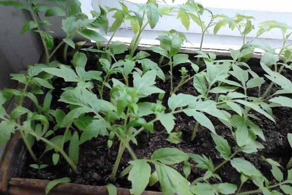 Une boîte avec des semis