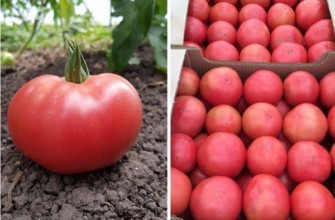 มะเขือเทศลูกผสม