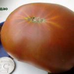 มะเขือเทศชิงเต่า