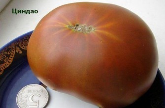 มะเขือเทศชิงเต่า