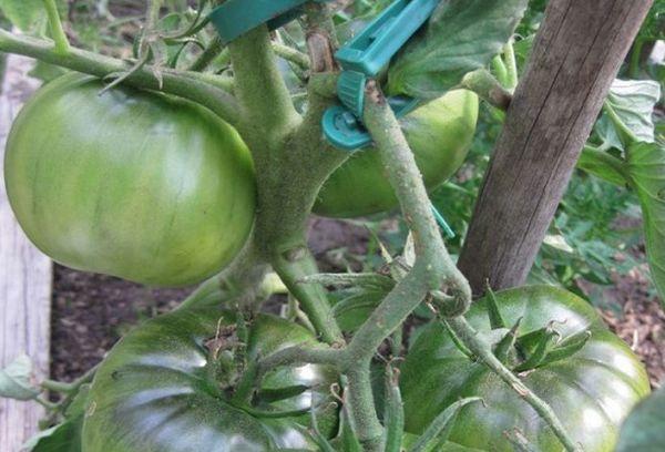 มะเขือเทศชิงเต่า