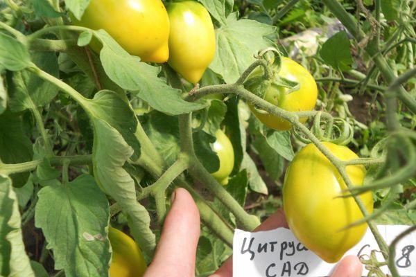 tomates jaunes