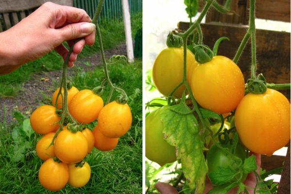 tomates jaunes