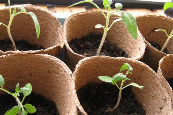 ต้นกล้ามะเขือเทศ