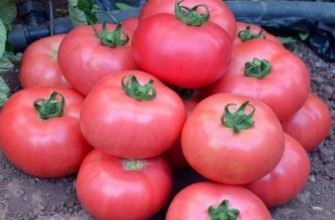 มะเขือเทศทัวร์มาลีน