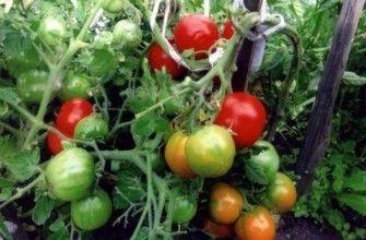 เอซ มะเขือเทศ