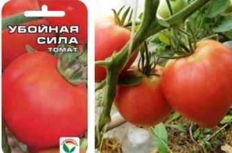 เมล็ดมะเขือเทศ