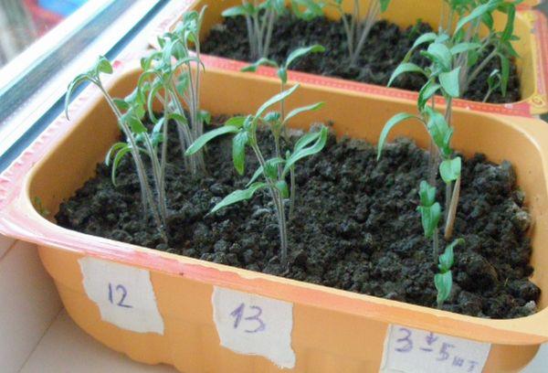 Conteneurs avec semis