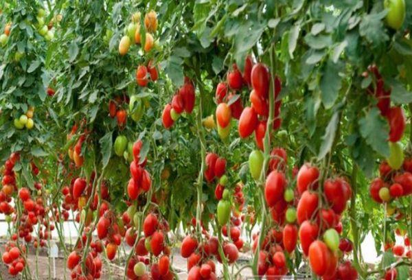 Cultiver des tomates