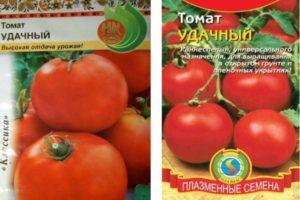 รายละเอียดของมะเขือเทศ Udachny และรายละเอียดการปลูกมะเขือเทศ