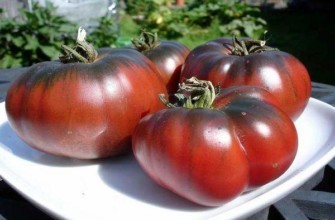 มะเขือเทศสีดำ