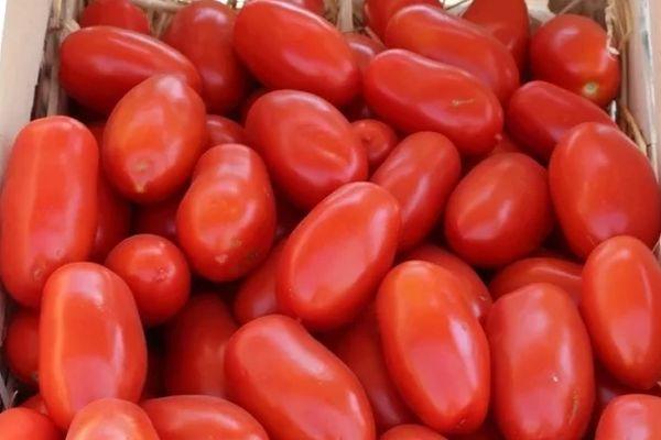 Tomates à fruits longs