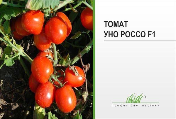 graines de tomates