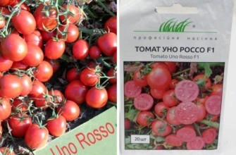 มะเขือเทศลูกผสม