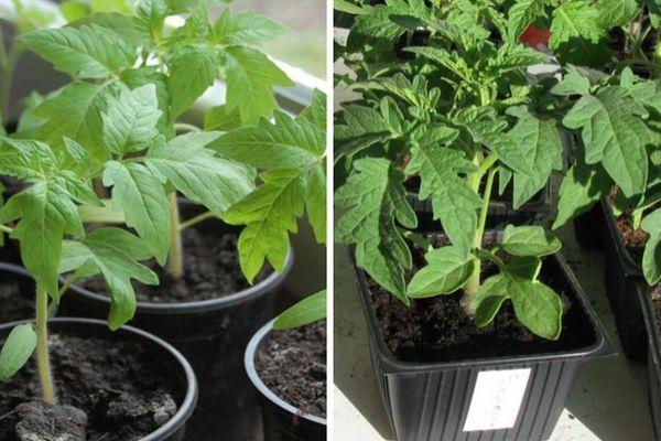 ต้นกล้าในกระถาง