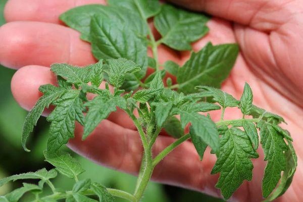 ต้นกล้ามะเขือเทศ