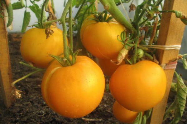 มะเขือเทศสีเหลือง