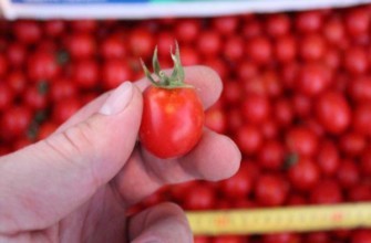 มะเขือเทศลูกเล็ก