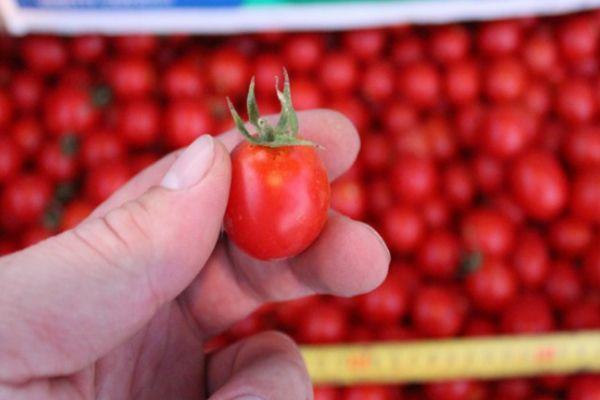 Petites tomates