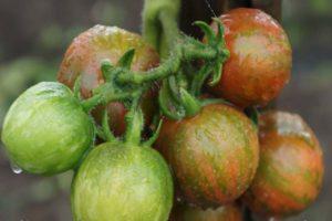 คำอธิบายเกี่ยวกับมะเขือเทศเวอร์นิสซาจ พันธุ์และลักษณะการเพาะปลูก