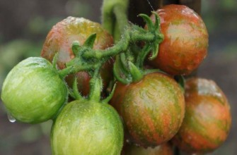 แปรงกับมะเขือเทศ