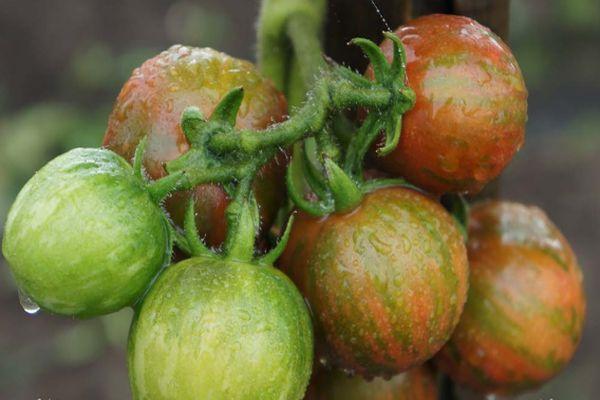 แปรงกับมะเขือเทศ