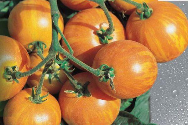 มะเขือเทศลูกผสม