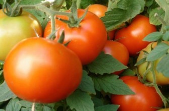 มะเขือเทศวิเทียซ