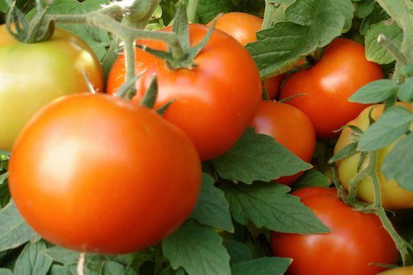 Tomates Vityaz