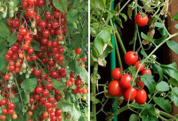 มะเขือเทศเชอร์รี่