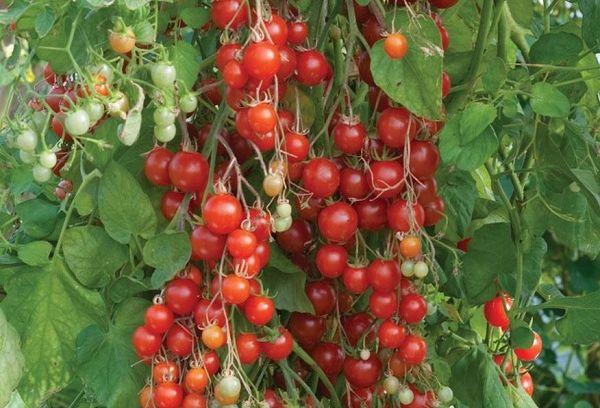 มะเขือเทศเชอร์รี่