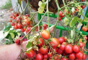 คำอธิบายพันธุ์มะเขือเทศที่สุกเร็ว Waterfall และลักษณะการเจริญเติบโต
