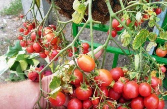 มะเขือเทศเชอร์รี่