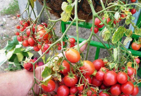 มะเขือเทศเชอร์รี่