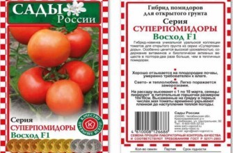 ลักษณะของมะเขือเทศ