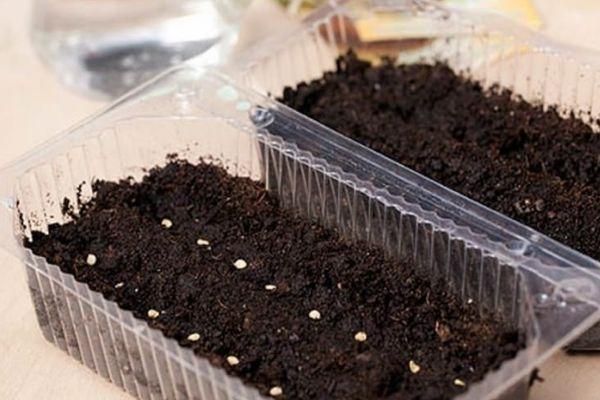 ต้นกล้าจากเมล็ด