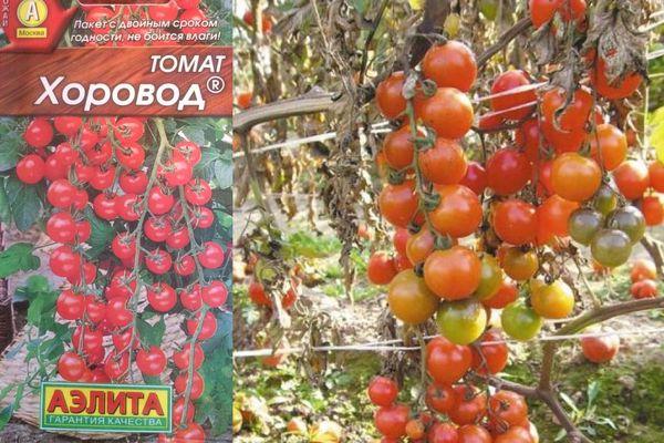 เมล็ดมะเขือเทศ