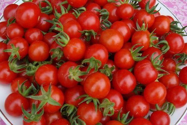 ผลมะเขือเทศ