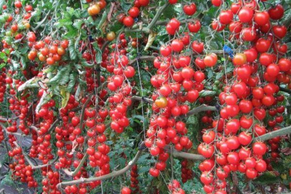 การเก็บเกี่ยวมะเขือเทศ