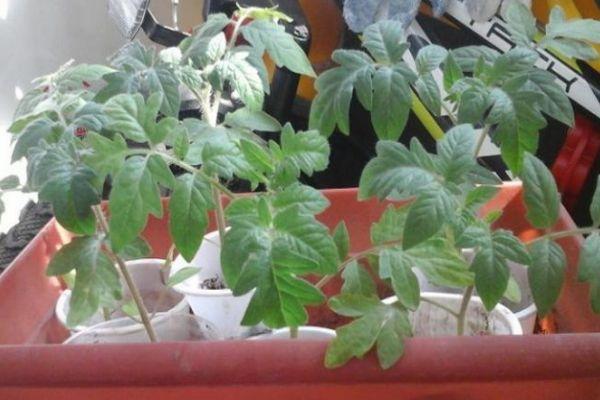 ภาชนะใส่ต้นกล้า