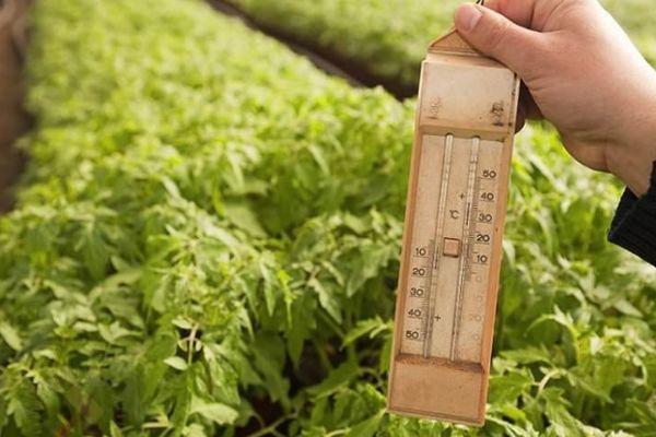 การปลูกมะเขือเทศ