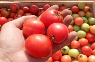 การเก็บเกี่ยวมะเขือเทศ