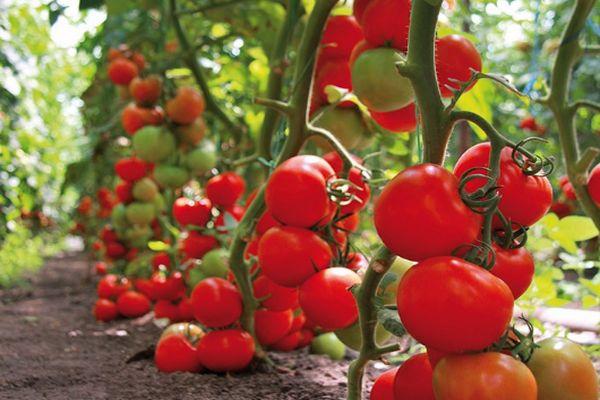 Buissons de tomates